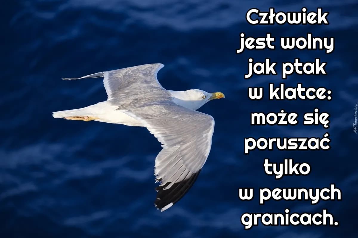 Wolny jak ptak cytaty – inspirujące słowa o wolności i swobodzie życia