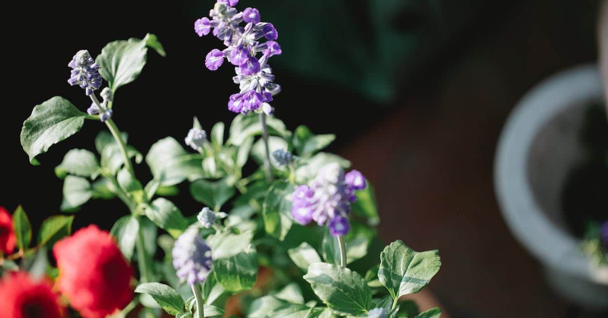 Ozdobne doniczki do ogrodu - jak wybrać idealne dla Twojego ogrodu?